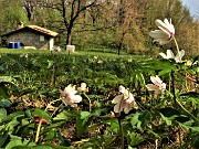 CANTO ALTO anello in direttissima da Zogno-Corna (25apr21)  - FOTOGALLERY